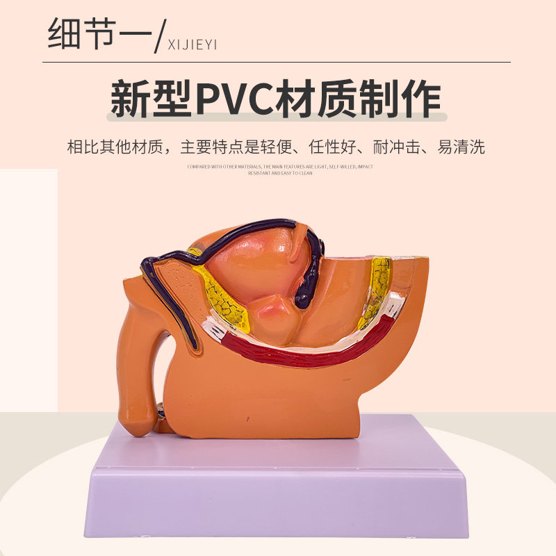 桌面型男性前列腺模型女性生殖器解剖男性女性盆腔矢状切面示教