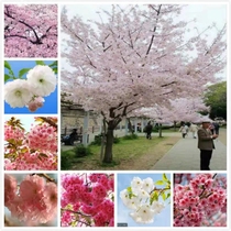 Saplings planted in the north and south Japanese saplings courtyard villa outdoor greening landscape trees Somei Yoshino