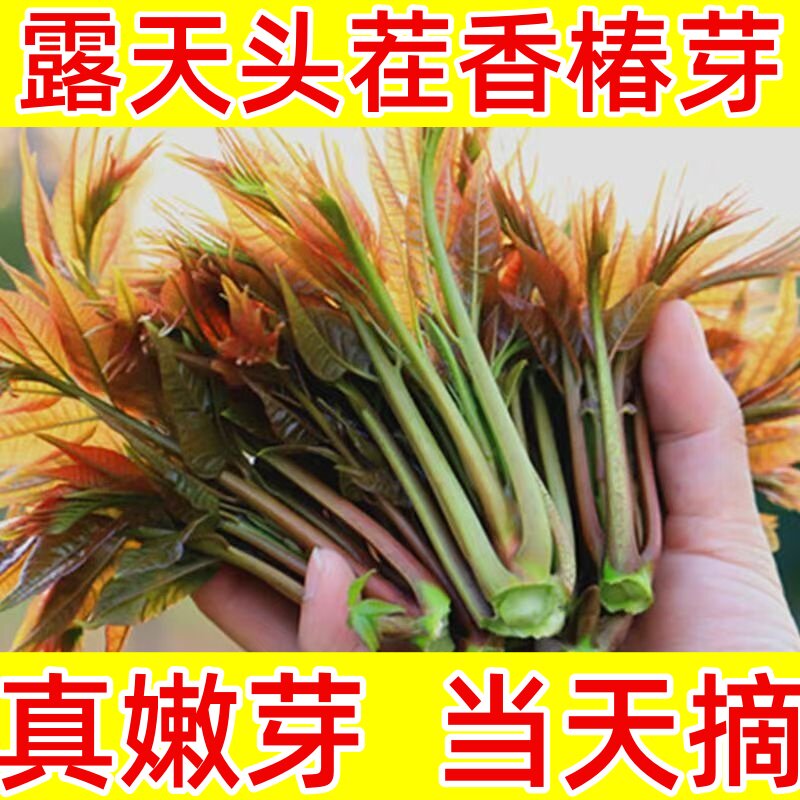 香椿新鲜头茬嫩芽红油春芽菜！当季椿芽现摘现发，春天的味道一口吃进嘴里！-香椿芽-淘宝好物网