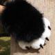 Super Cute Plush Animal Claw Gloves Cosplay Gloves Soft Wearable Cat Girl Nails Squeaky Cat Claw Gloves