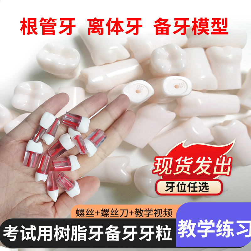 Dental Root Canal, Isolated Tooth, Pulp Cavity Opening, Resin Tooth Model, Oral Skills Exam Practice Dental Root Canal, Isolated Tooth, Pulp Cavity Opening, Resin Tooth Model, Oral Skills Exam Practice