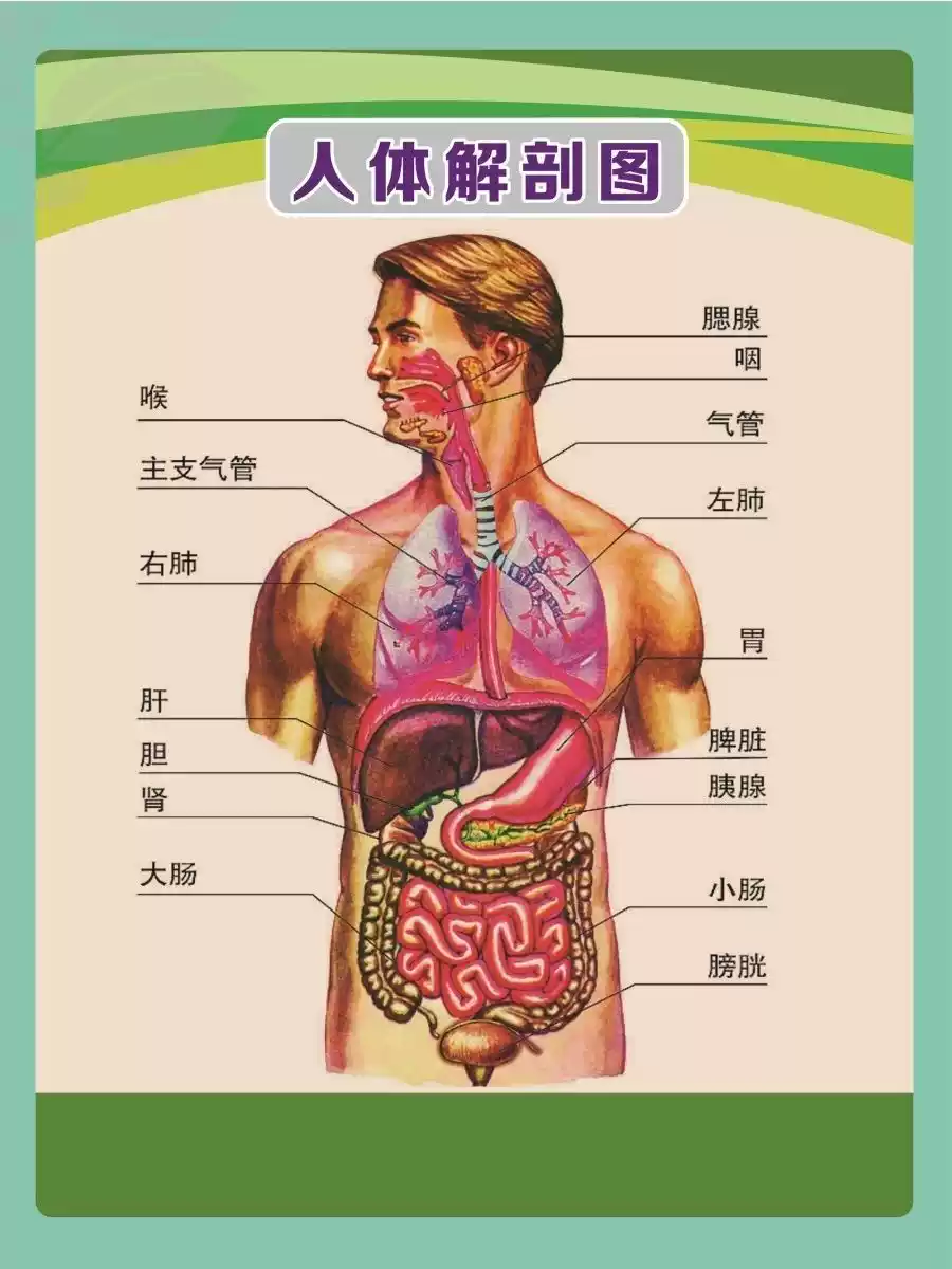 人体解剖图穴位医学人体结构图片内脏器官骨骼肌肉构造挂图画全身, image size:900x1200