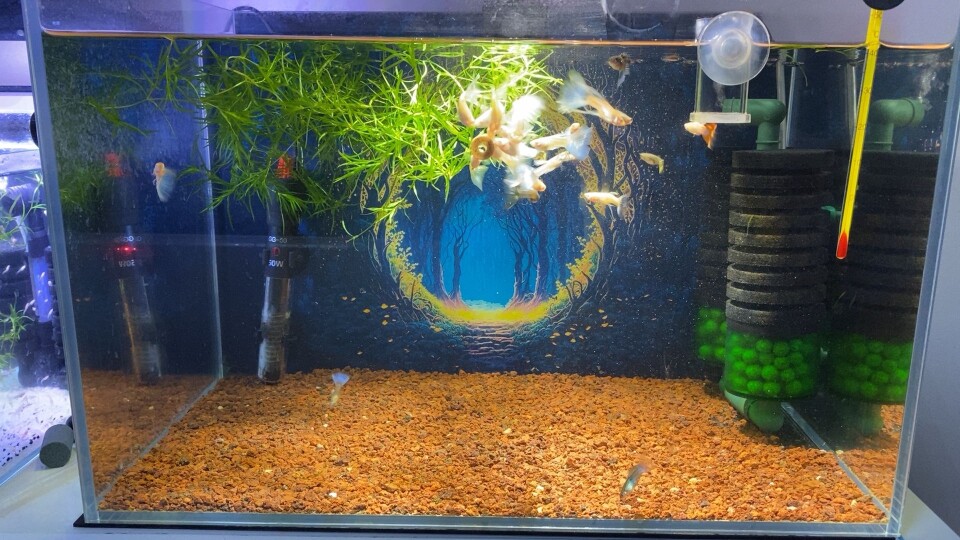 启懵水族馆