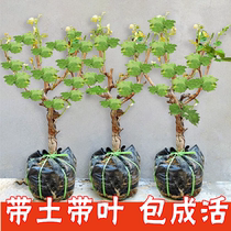 Extra large giant peaks of grape vines seedless sunshine rose grape seedlings sapphire southern creeping vines northern plantings that bear fruit in the same year