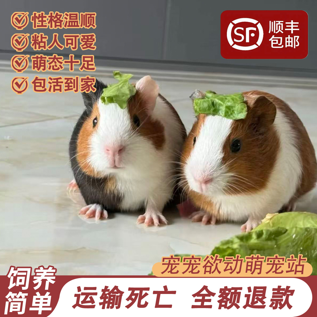 🐾 快来迎接你的新伙伴！温顺可上手的宠物荷兰猪豚鼠家养荷兰鼠 🐾-豚鼠-淘宝好物网