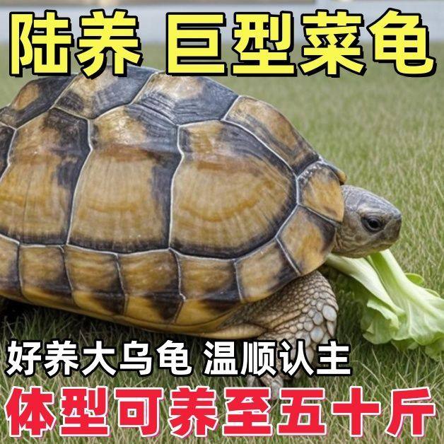 陆地巨型菜龟特大草龟：养宠物龟的终极攻略，从小龟到大龟的全生命周期养护秘籍！🌿-黑水素-淘宝百科网