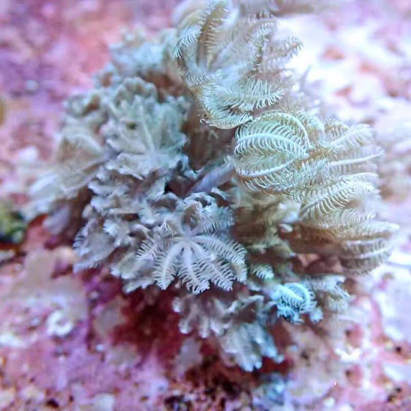闪千手珊瑚海水繁殖活体软体LPS：加勒比海缸里的梦幻精灵！-珊瑚-淘宝