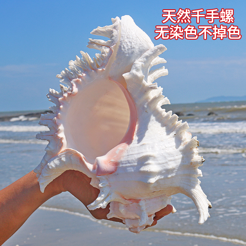 Thousands Hands Snail Home Swing fish tank View Aquarium Decoration Large Shell Sea Snail Shell Natural Sea Snail White Shells-Taobao
