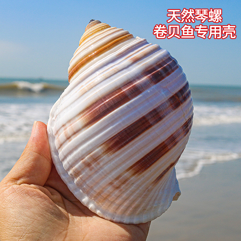 Flower Ordering Snail Sea Snail Shell Natural Shell Fish Tank Rolls Berfish Reproduction Shell Multi Meat Natural Indoor Pendulum Good-Taobao