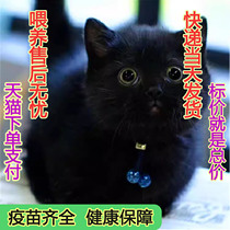 Chinese pastoral cat civet white cat native cat pure black cat orange cat calico cat white civet cat cow cat civet white cat