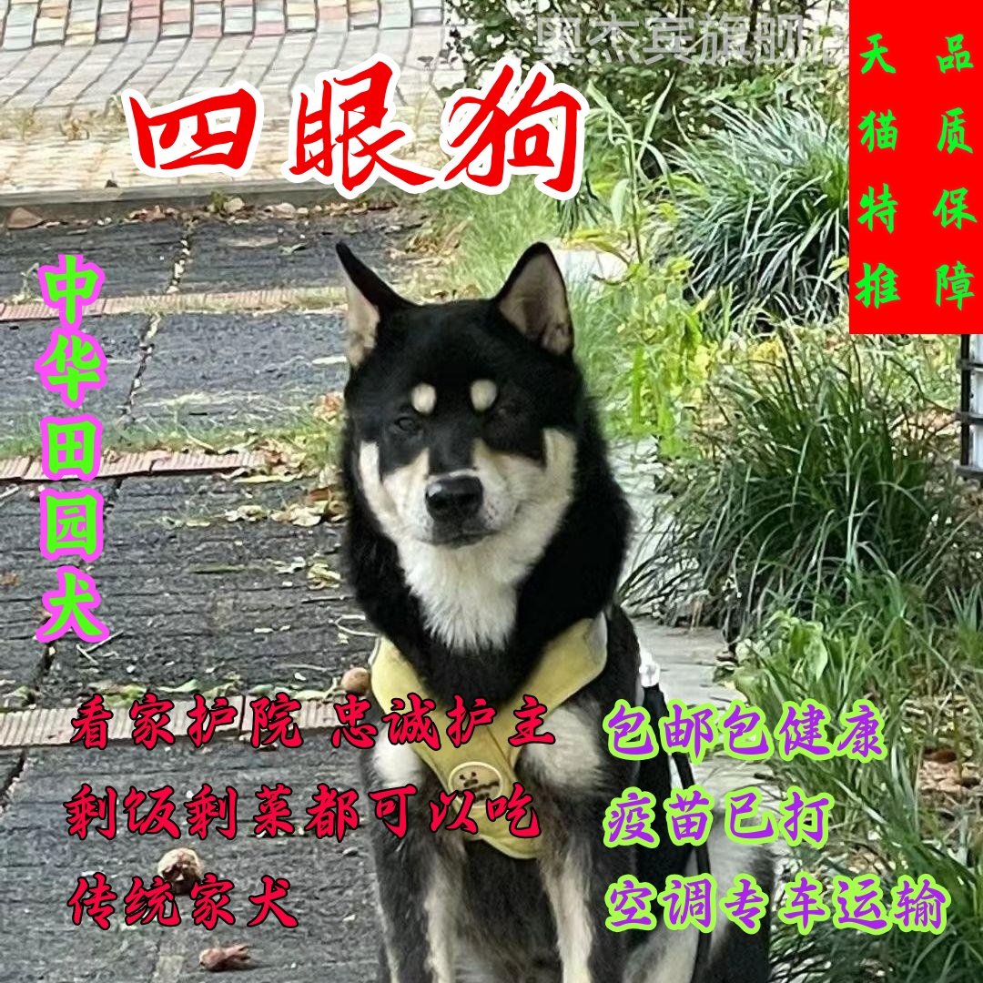 四眼小黑狗中华田园犬铁包金铁包银：守护神的温暖陪伴！🐾-狗狗-淘宝百科网