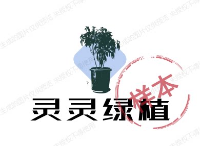 鸦友绿植盆栽