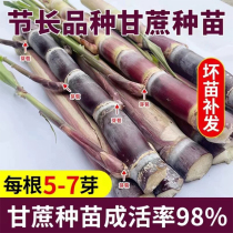 Authentic Guangxi black sugarcane seeds super sweet sugarcane seedlings juicy buds yellow sugarcane seedlings grown in the north and south