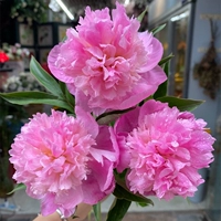 A-уровня Shandong Double Petal большой цветок (10 синих снов) Пятно