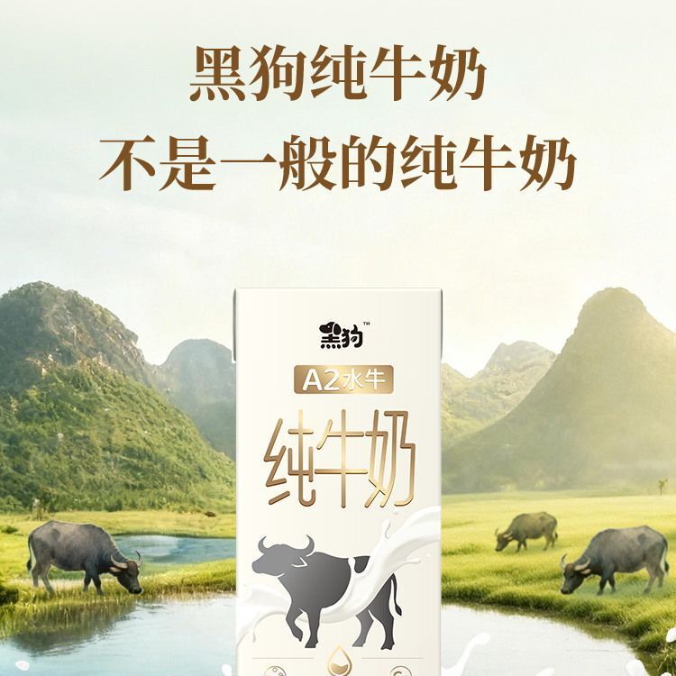 Black Dog A2 Buffalo Pure Milk 200ml*10 Boxes Full Box Pack, Each Box Contains 8.0g Protein, Guangxi Buffalo Pure Milk