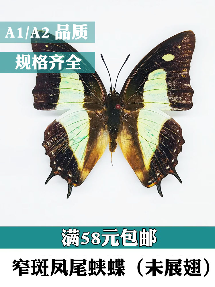 窄斑凤尾蛱蝶 未展翅原蝶学生认知收藏真蝴蝶标本A1A2品质