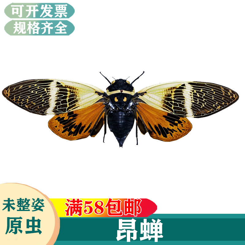 云南昂蝉真昆虫标本湿虫未整姿科普教学学习素材生物A1-A鞘翅科