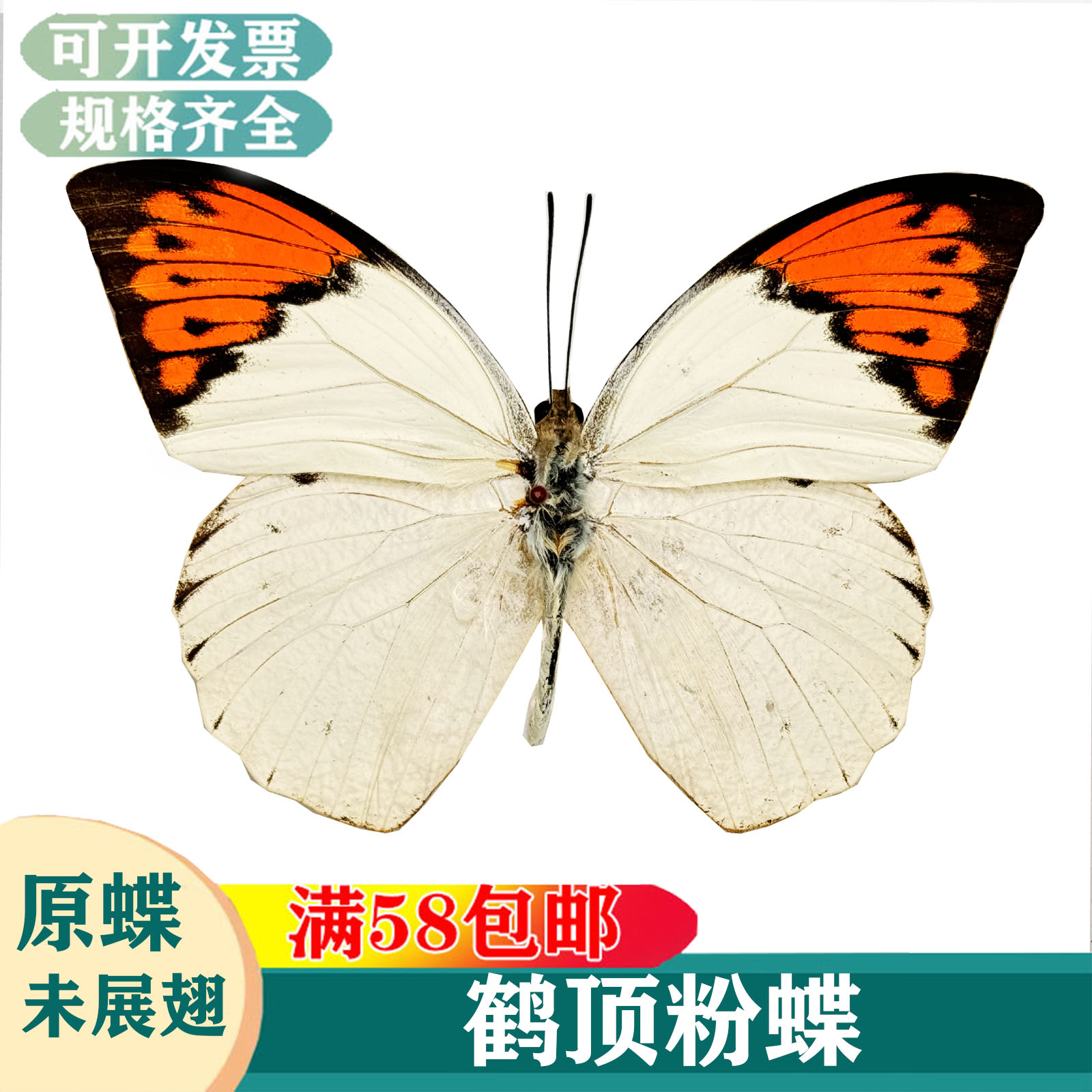 鹤顶粉蝶赤顶粉蝶红襟粉蝶学生认知收藏真蝴蝶标本A1A2品质7-12cm