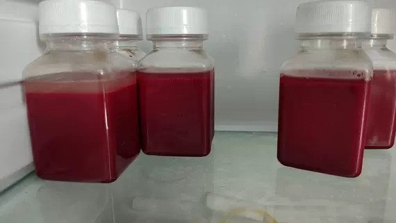 抗凝猪血（加急，实验专用，极速发货，可开发票）