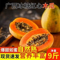 Guangxi Red Hearts Milk Papaya Whole Box Shoon Season Ice Sugar Green Papaya Large Pap