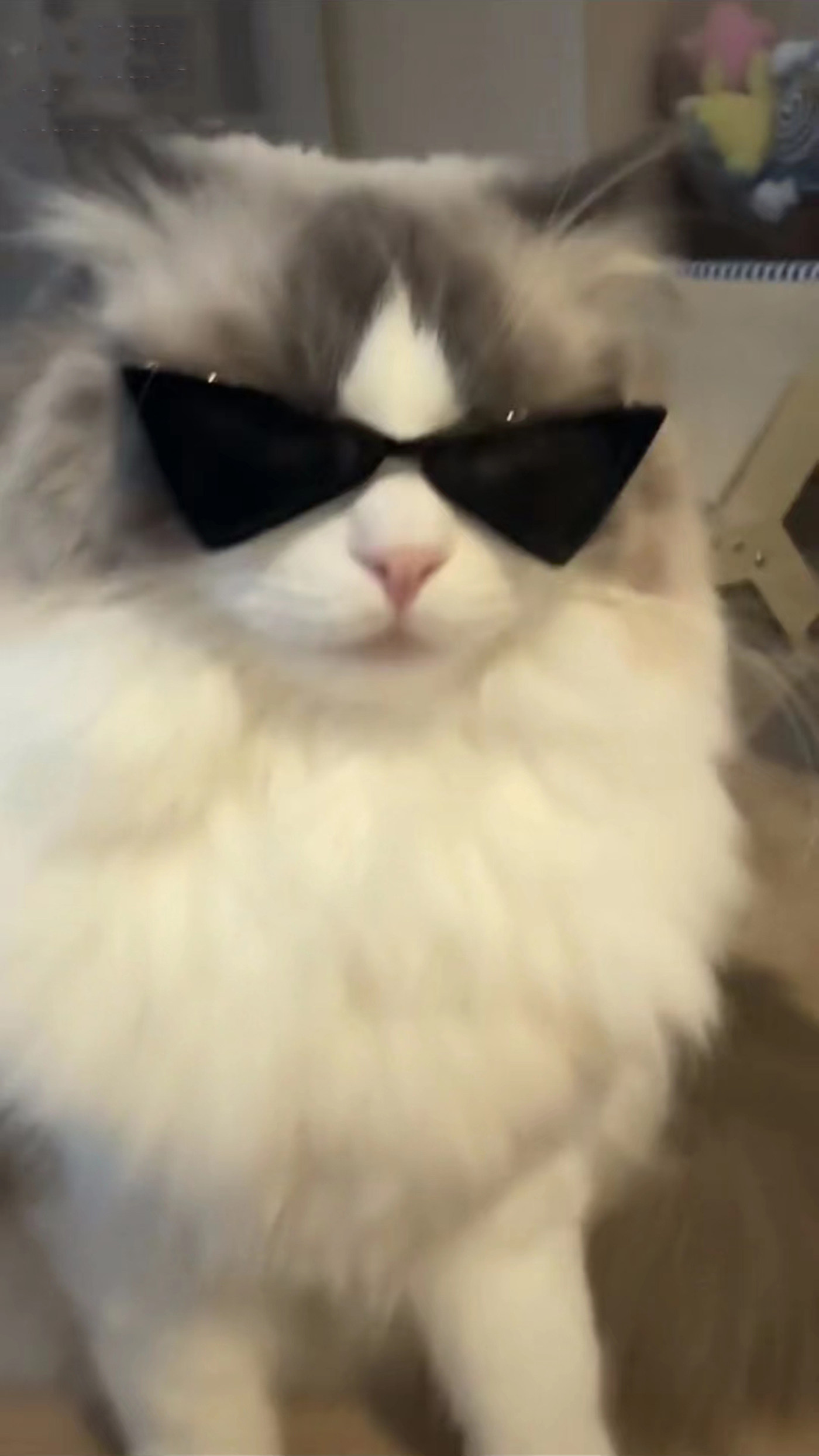 一隻戴著墨鏡的貓說“caton It” 圖案素材| PSD 免費下載- Pikbest, image size:1400x2489