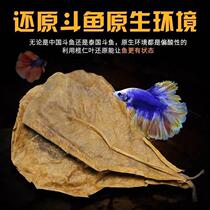 Crazy Water Grass Ruren Leafhopper Fish Sloth Leaf Fish Tank Olive Leaf Drop Acid Reduction Adjustment Ph Value Olive Leaf