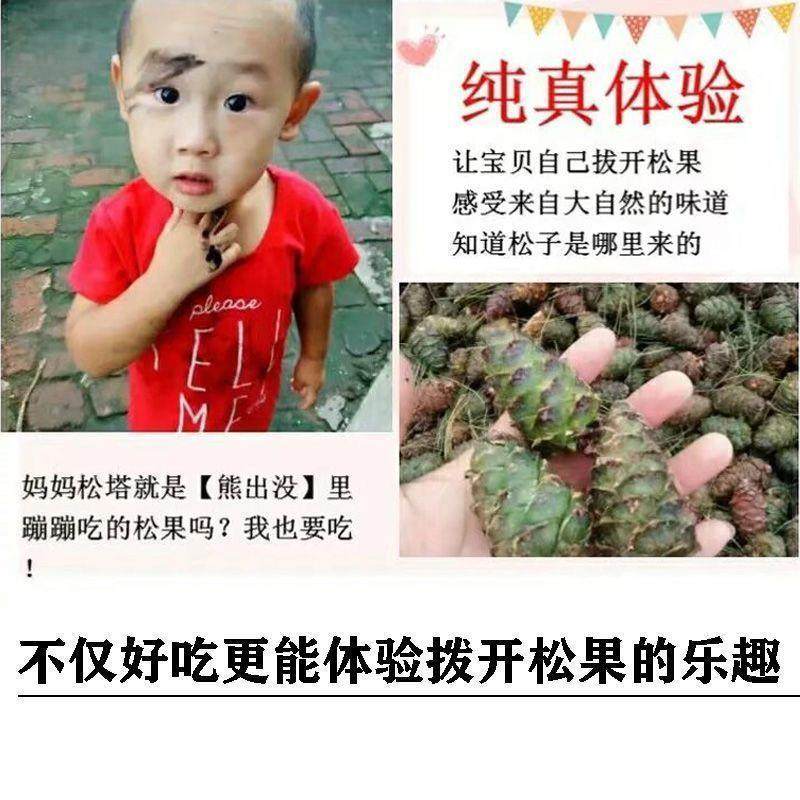 Wild Pine Cones from Daxinganling, Salted and Boiled, Small Pine Cones, No Additives, Salty Pine Cones, Heilongjiang Pine Cones