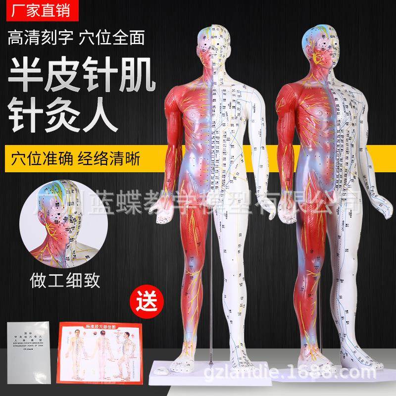 十四经穴模型高85cm中医经络穴位 人体针灸模型半皮半肌解剖模型