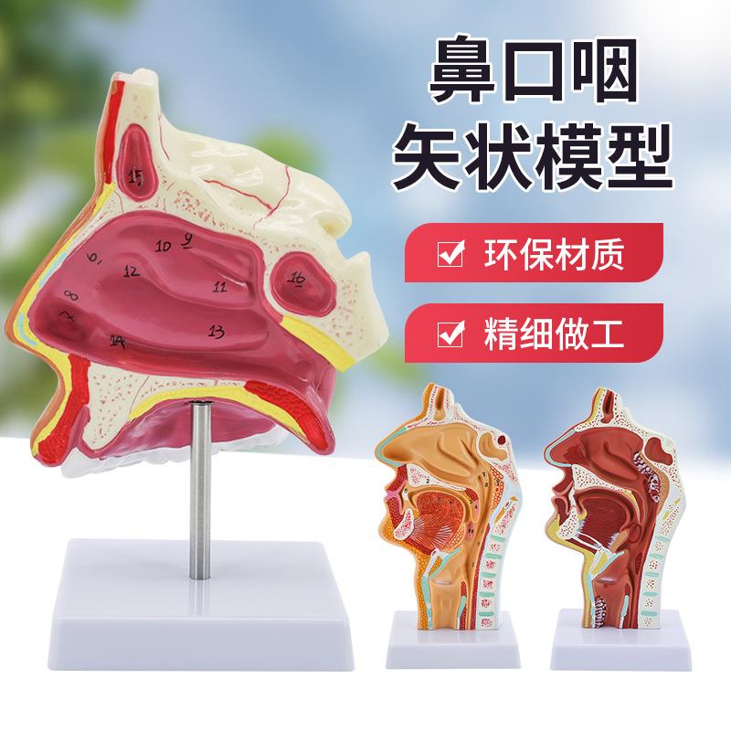 鼻腔解剖模型 耳鼻喉科医用 鼻咽喉模型 口鼻咽矢状 口鼻结构模型