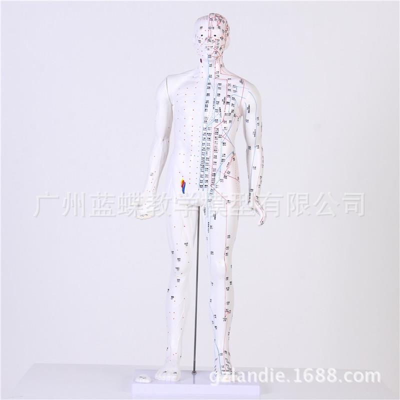 针灸模型 全皮《白色》针灸人 经络人体模型 男模85CM高