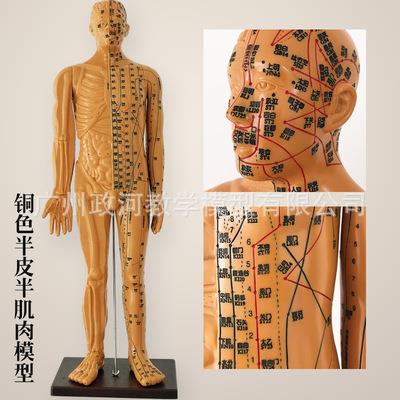 85厘米刻字清晰经络针灸男性人体模型人体骨骼内脏脑针灸穴位模型