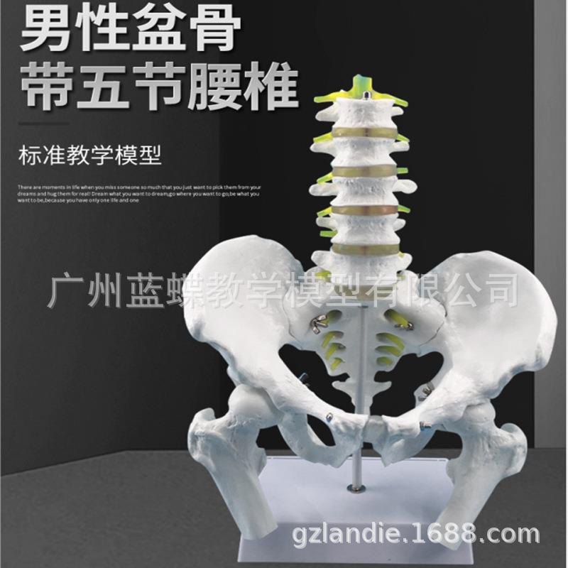 五节腰椎模型 腰椎骨盆教学模型 自然大盆骨模型 脊椎模具 教学用腰椎模型