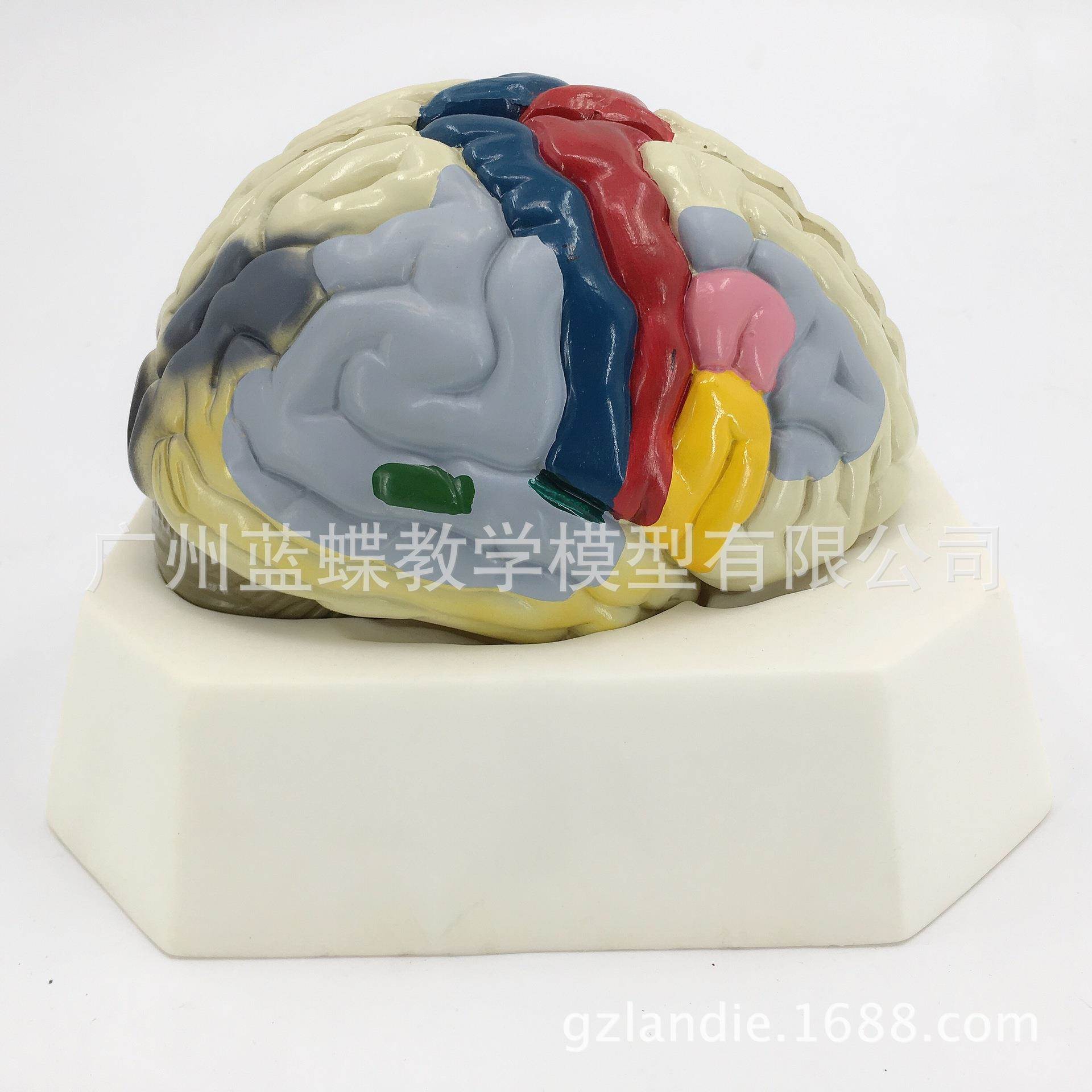 大脑皮质功能定位模型 A18205 人体脑部解剖模型 教学培训专用
