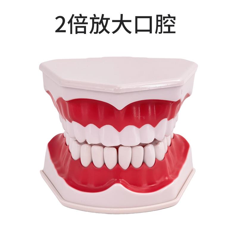 口腔保健护理牙齿模型 幼儿园教具 儿童刷牙玩具牙齿牙科演示构造