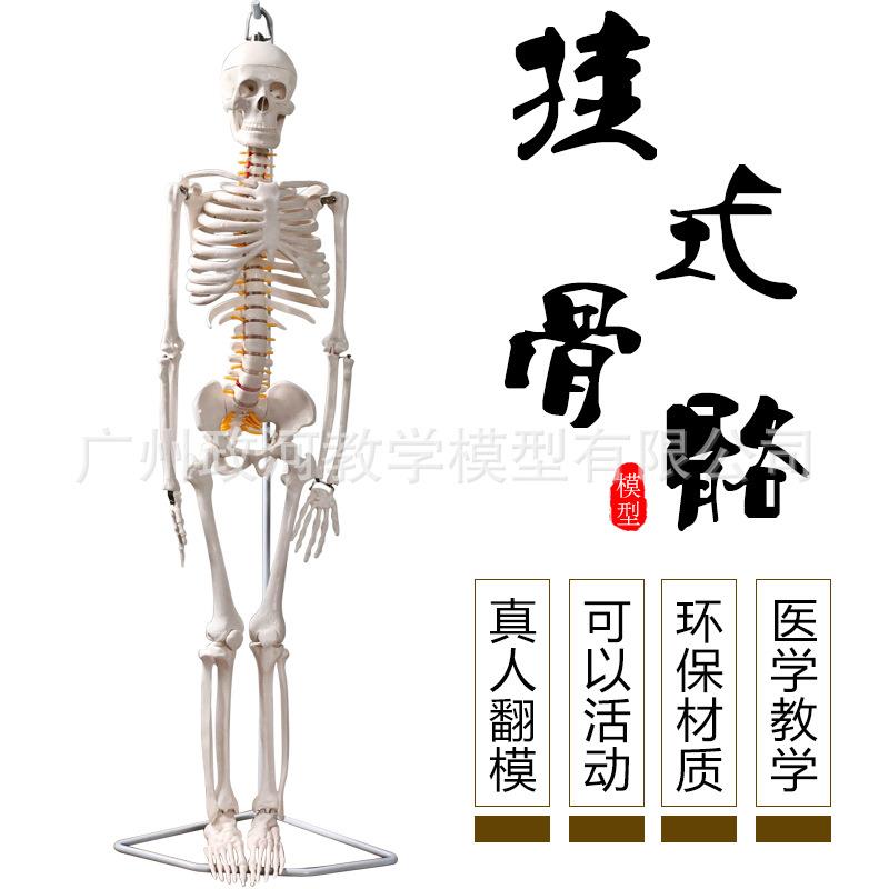 85cm人体骨骼模型骨架人体模型骷髅教学模型脊椎全身骷髅教学模型