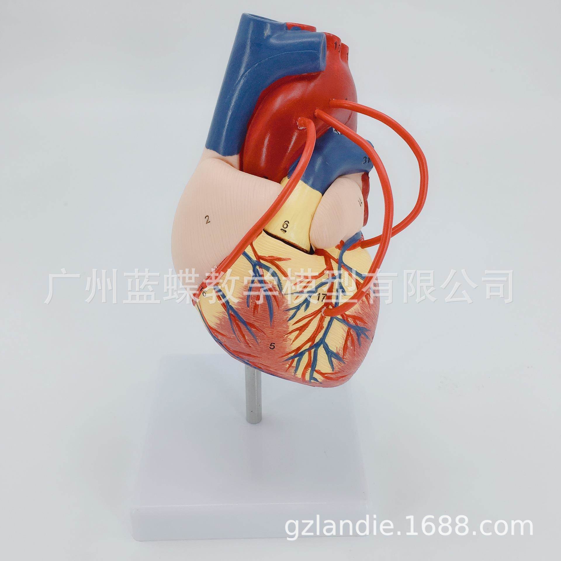 心脏模型 自然大人体心脏搭桥手术心脏解剖模型 1：1比例心脏模型