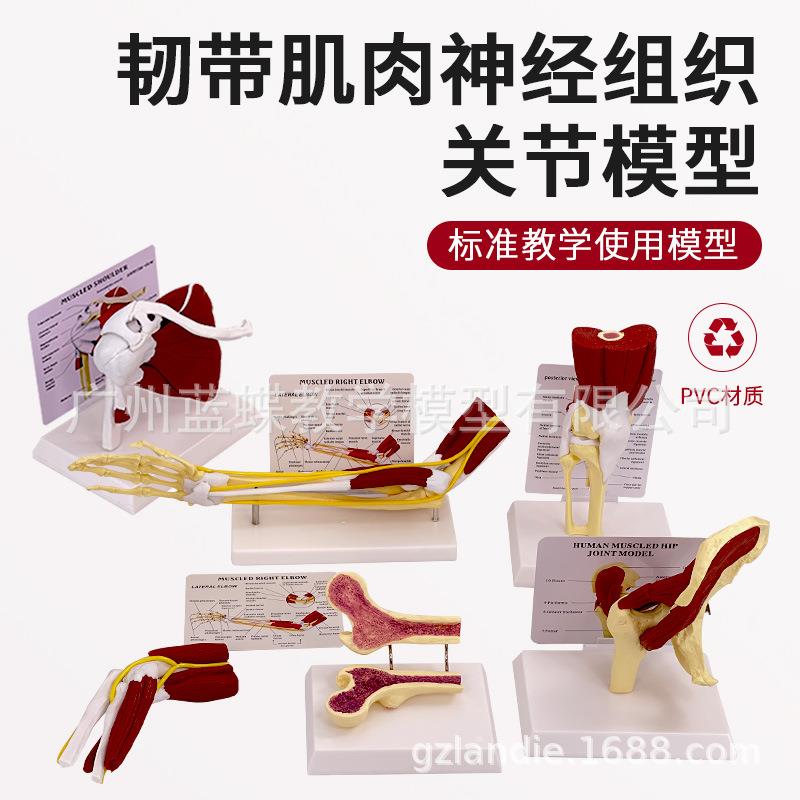 人体关节附肌肉模型 盂肱关节肩锁关节肩峰结构 膝关节肌肉解剖