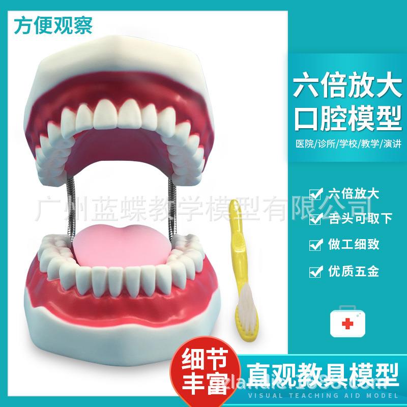 6倍放大口腔教学模型 牙科材料 齿科耗材 牙科 假牙 牙科牙齿模型