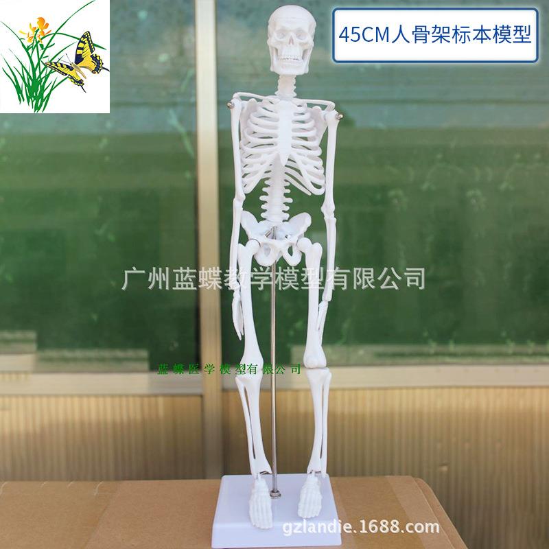 人骨架标本模型人体骨骼模型45CM 关节可活动教学有支架骷髅骨架