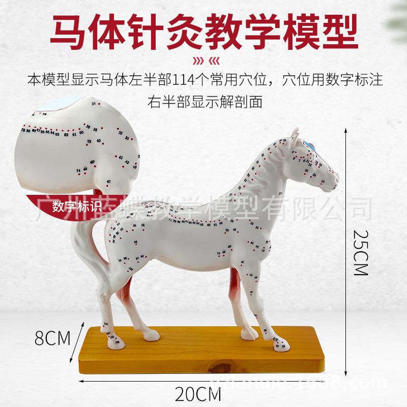 马体针灸模型 马模型 动物解剖模型 马穴位模型 兽医教学模型