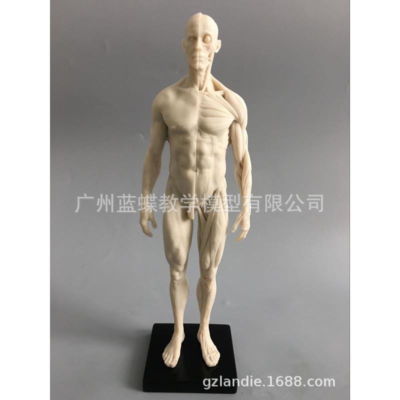 30cm艺用人体模型 白胚 人体解剖结构美术模型 CG绘画雕塑教学
