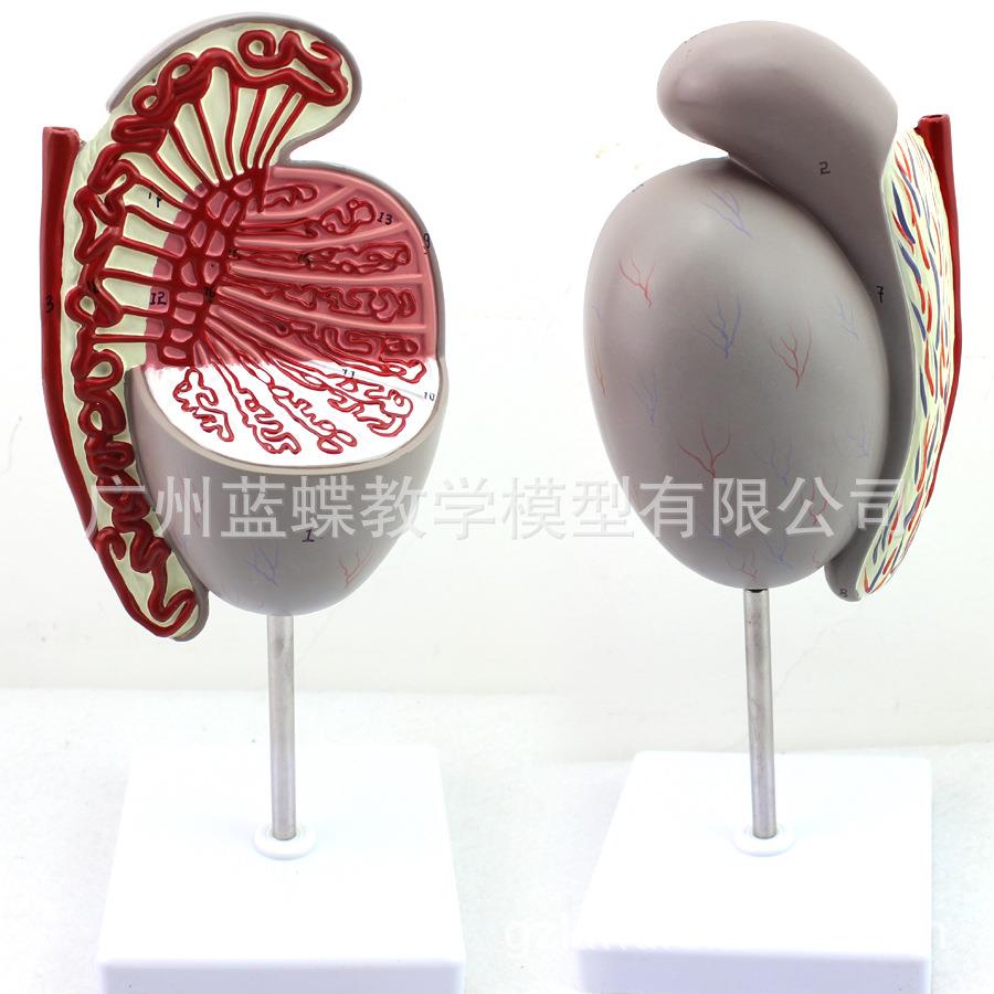 睾丸放大模型 男性人体生殖系统解剖放大模型 医学教学模型