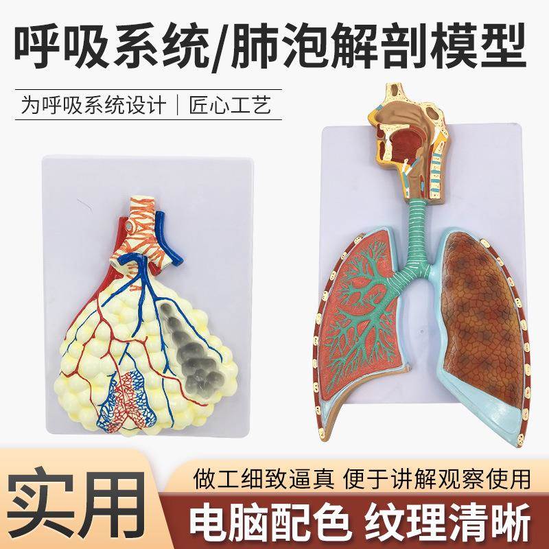 人体呼吸系统解剖模型 肺解剖呼吸系统浮雕模型 肺泡放大解剖模型
