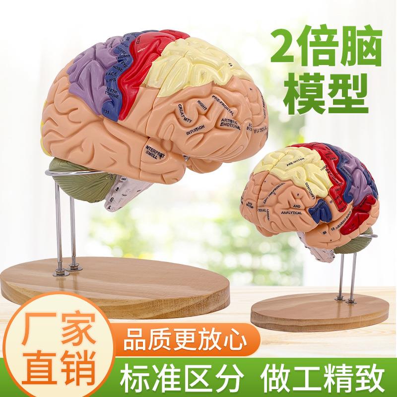 2倍放大豪华脑模型 脑解剖模型 大脑神经结构解剖模型 脑功能分区