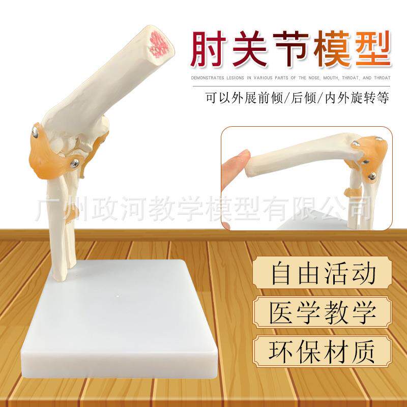自然大肘关节模型人体肘关节模型人体骨头模型医学用骨骼教学模型
