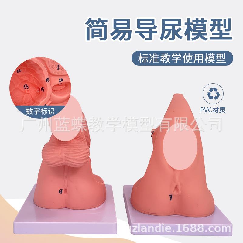 女性会阴解剖模型 人体生殖系统解剖模型 简易女性导尿模型