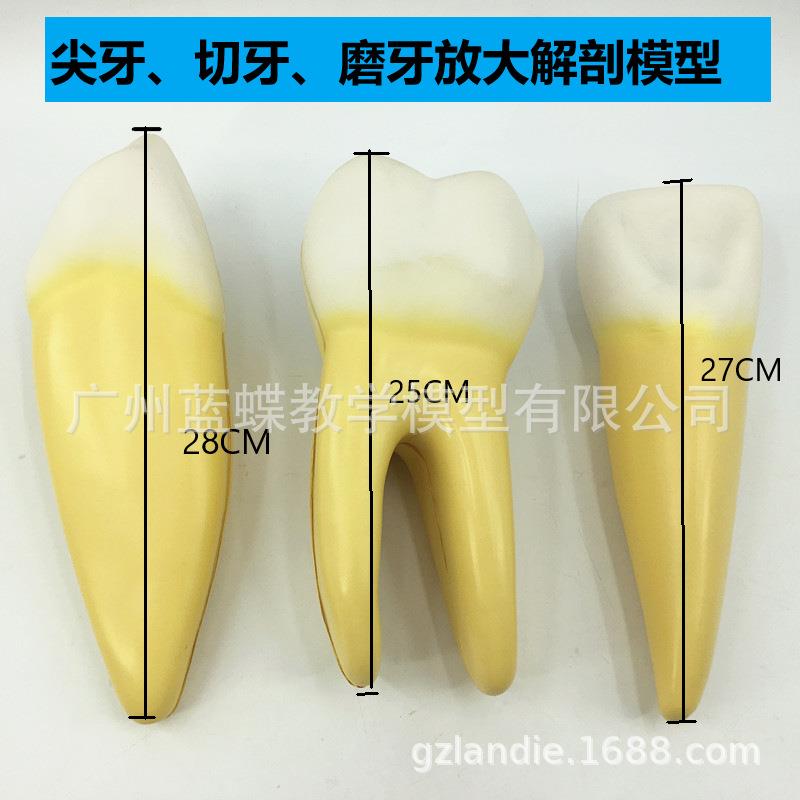 正常牙齿放大模型 3只一套 磨牙 切牙 尖牙放大 人体牙齿教学模型