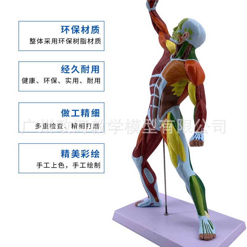 教学仿真50cm人体运动肌肉模型全身肌肉模型人体浅层肌肉解剖标本