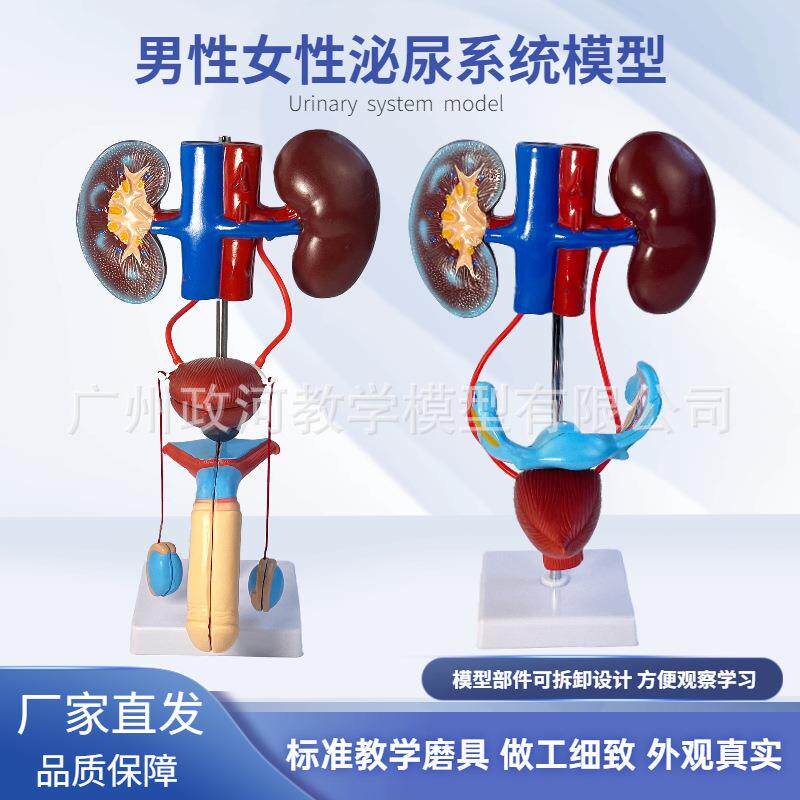 男性女性泌尿生殖系统模型肾脏解剖模具膀胱输尿管结构造立体教学