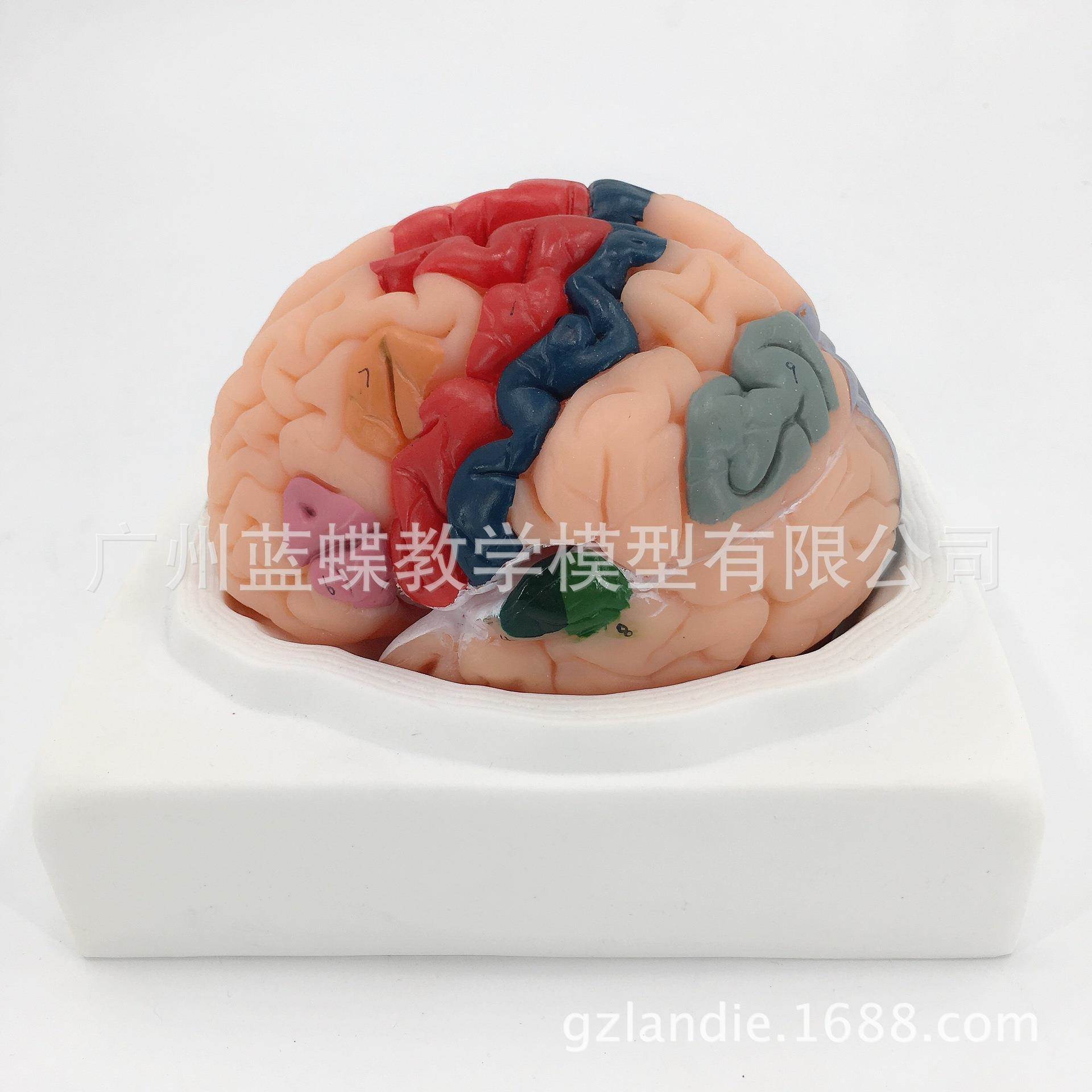 14206大脑皮质分区模型 人体大脑器官神经系统解剖模型脑模型